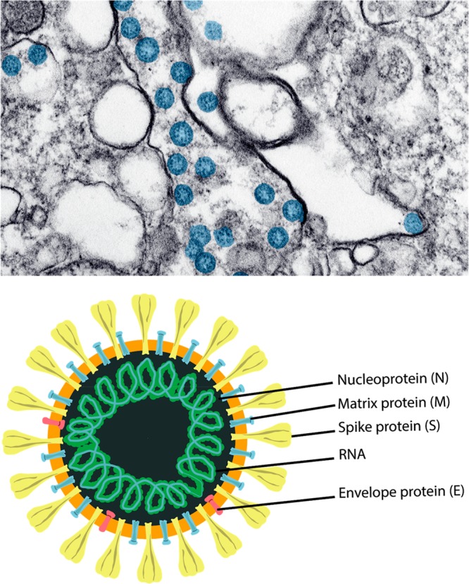 RT-PCR detects whether or not viral RNA is present in samples from a patient. It does this by capturing and amplifying regions of the virus’ genetic material, usually the spike protein region. (9/24)