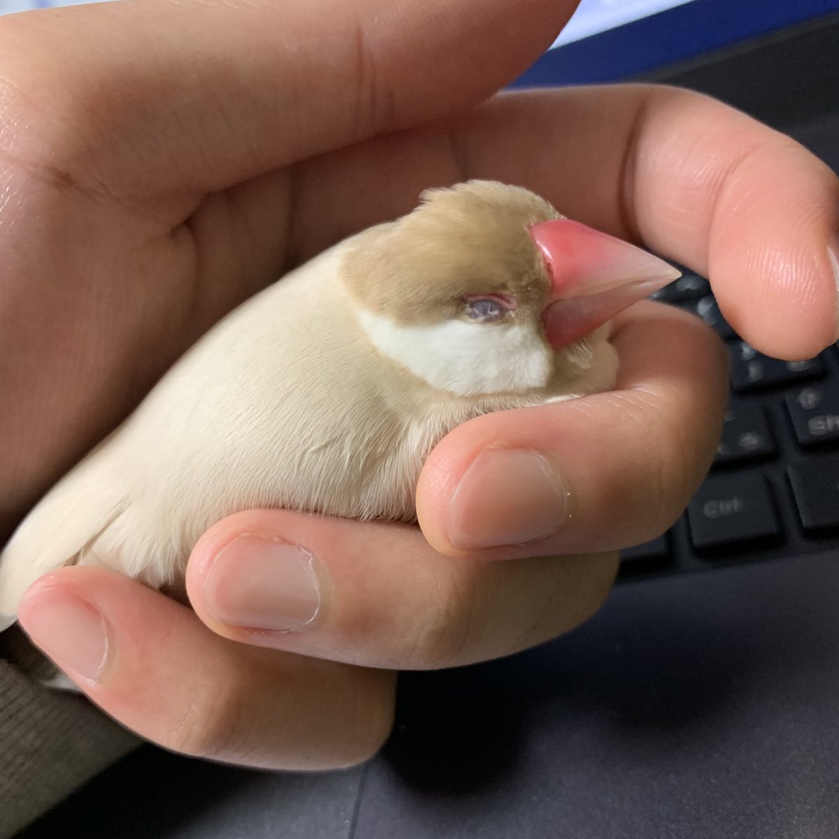 shootNo10's tweet photo. 文鳥が遊びに来る
 #わたしのテレワークにありがちなこと https://t.co/x8yuoHuilj