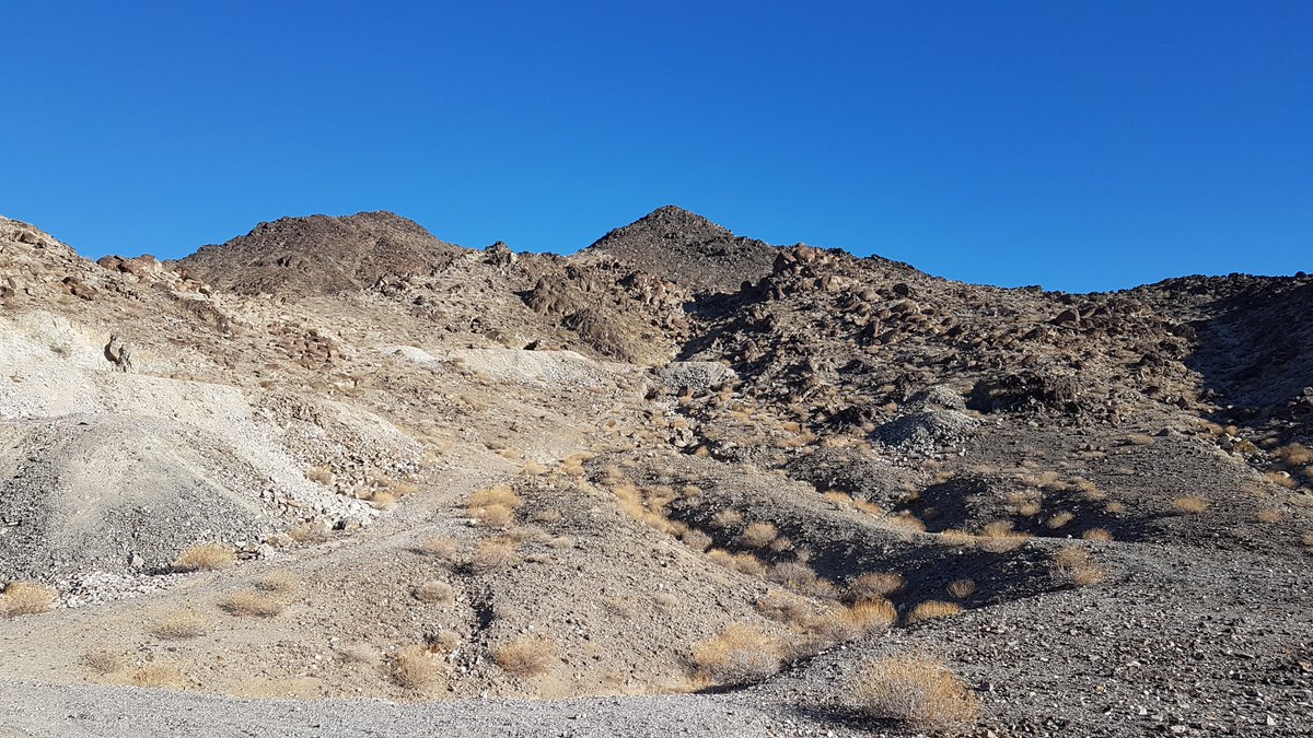 My research is undertaken at  @MonashEAE ,  @Monash_Science and  @museumsvictoria in Melbourne, Australia (along with field trips to south western North America - Otto Mountain, California pictured. Feel free to ask any questions by replying to this thread :) 5/5