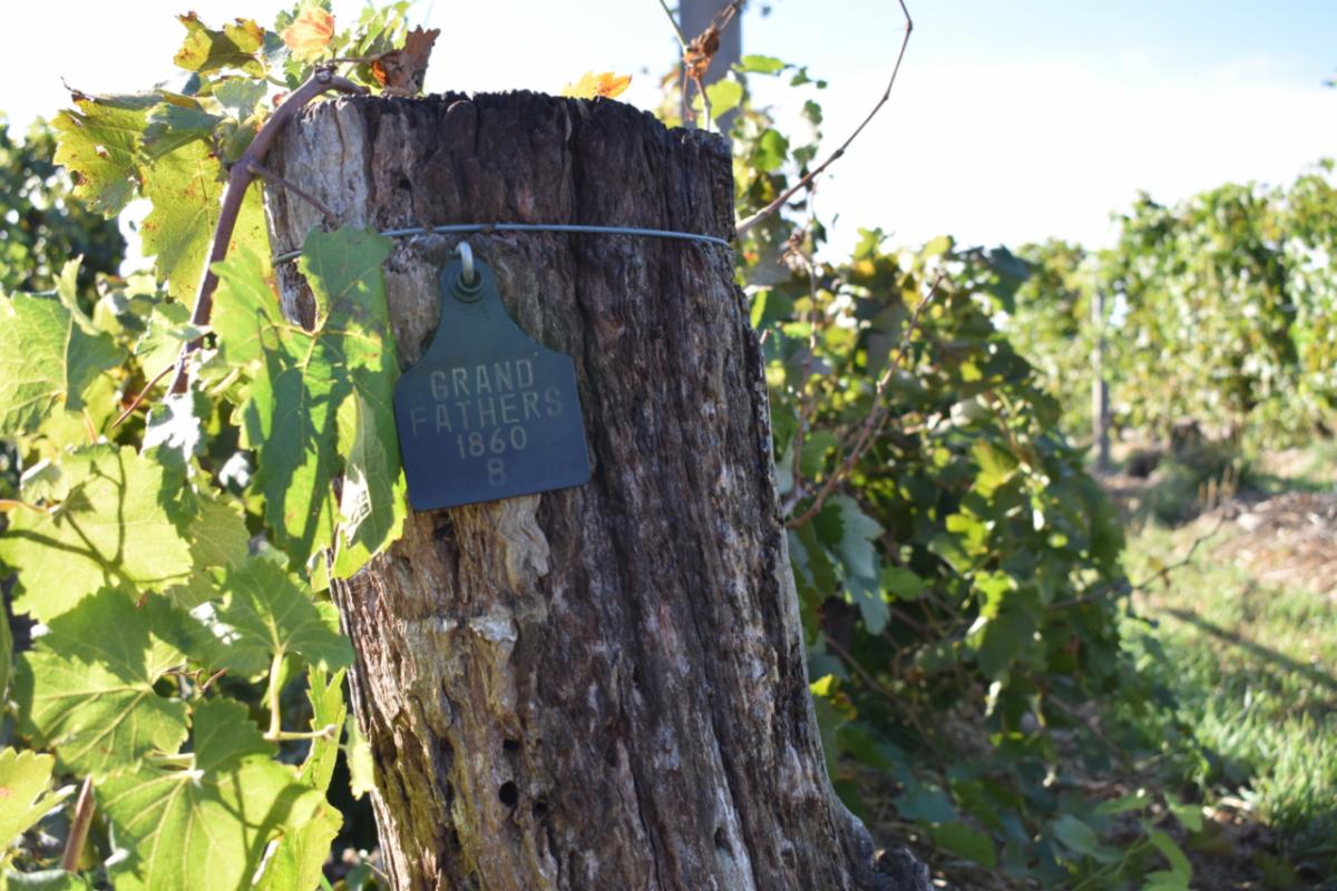 FineWineMerch's tweet photo. 2015 HENSCHKE 'Hill Of Grace'.  Just released, exceptional vintage of one of the world's most iconic, extraordinary wines.  Limited availability, in store now. https://t.co/wXVn7lrtM0 https://t.co/MaOu87myje