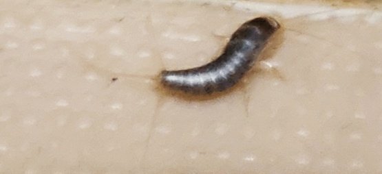 つよし おすとらこん 50年近く生きてきて 紙を食べる虫がいる 事を知らなかったアカがこちらです W