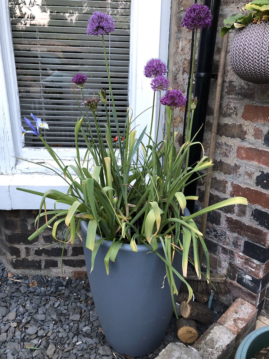 Can’t beat alliums and the bees love them. Especially tiny solitary bees including lasioglossoms and yellow-face species!