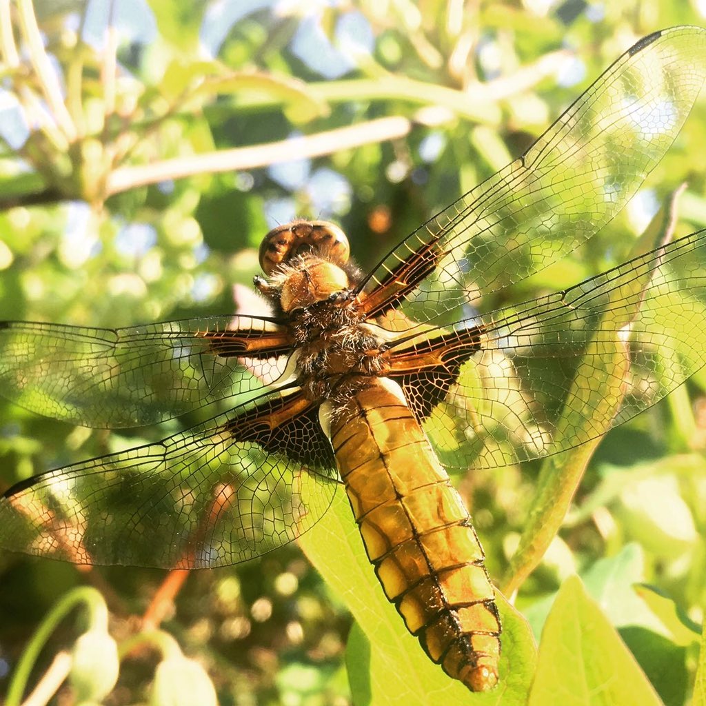 Open Air Labs (OPAL) tweet media