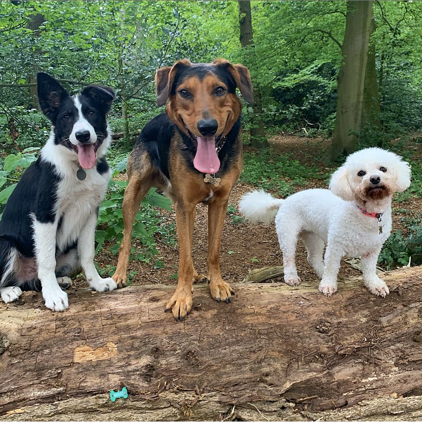 Thingwallpet's tweet photo. We are pleased to announce that walks will be resuming today! #wirralbusiness #dogsoftwitter #dogwalker #petcare https://t.co/NHkieceDwG