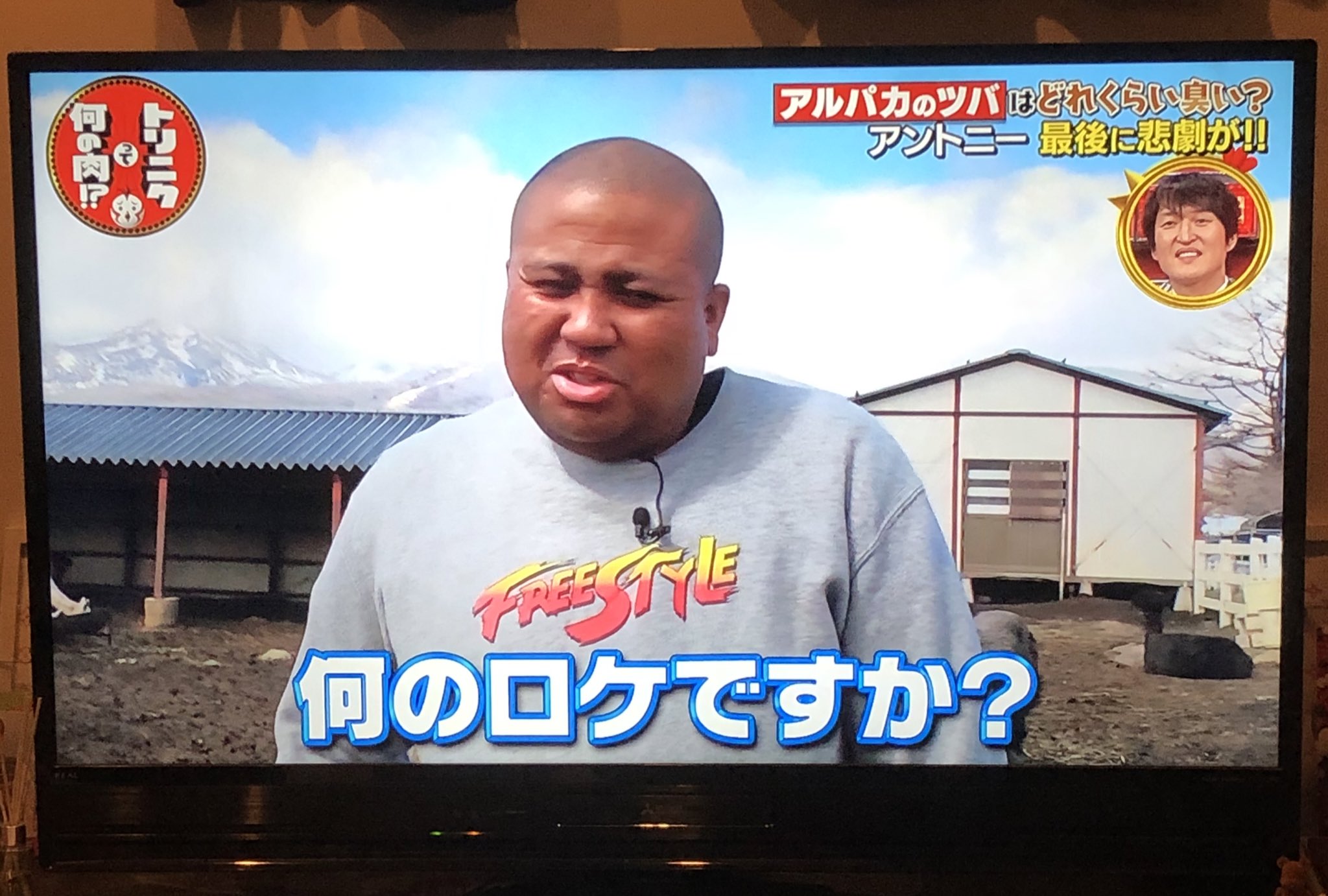 アントニー マテンロウ いまtv観てたら アルパカの体内にコロナの感染を抑制させる抗体があるらしい 2ヶ月程前にアルパカ の唾を顔面で受け止める仕事をしたんので もしかしたら僕に抗体があるかもです T Co Rodz0sskac Twitter