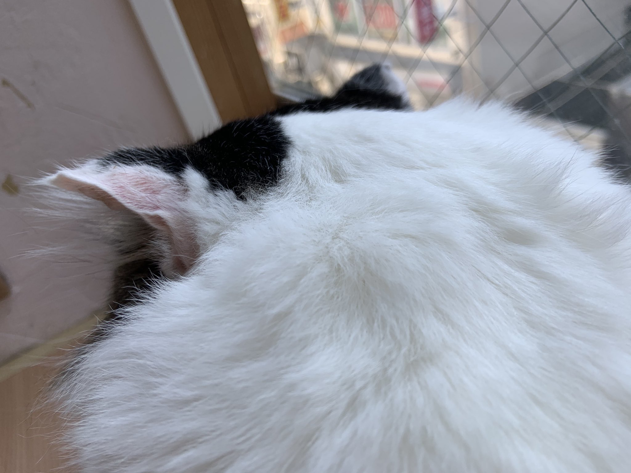 猫式 溝の口の保護猫カフェ 迫力ある後頭部だな 猫式 ドラゴン 猫式 溝の口の保護猫カフェ 迫力ある後頭部だな 猫式 ドラゴン