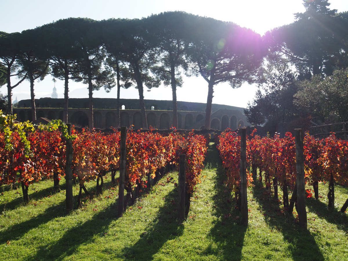 I could go on forever, but I’ll stop here for now with these images from  #Pompeii, where ancient grape varieties were replanted exactly as they were in 79 AD, and the adjoining press reconstructed, providing a rare glimpse into an ancient vineyard and winery