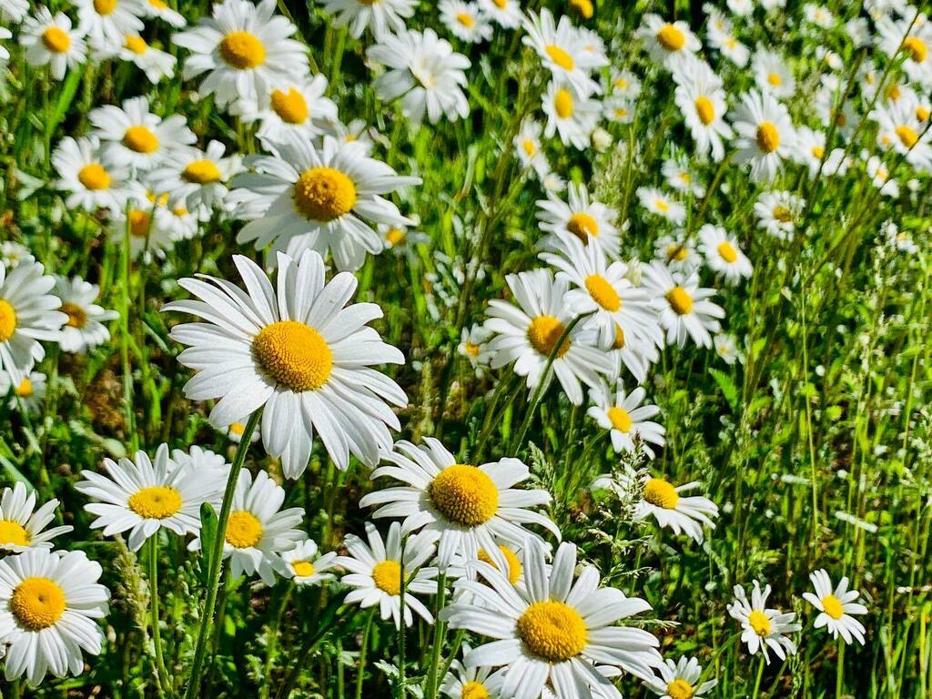 Fotomondeo's tweet photo. Good Morning World! #flowers #bokeh #wales #travel #adventure #wanderlust #vacation #travelgram #explore #holiday #travels #traveler #traveller #traveling #travelling #travelphotography #travelingram #travelblog #travelblogger #traveladdict #exploretocre… https://t.co/Azi2E8koKG https://t.co/0AqaLsGJTX