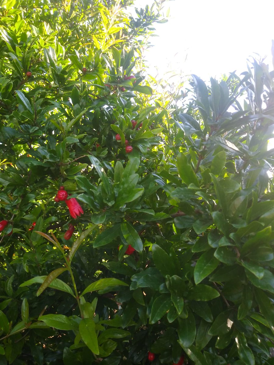 Soex2V's tweet photo. Nice morning in the blooming pomegranate orchards in #Moncofa https://t.co/XB1lMaJlzp