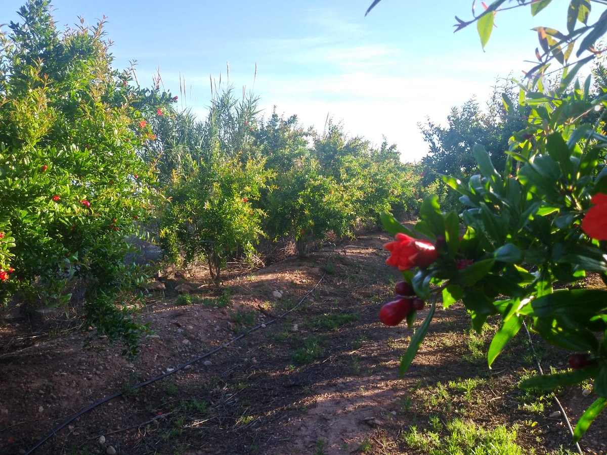 Nice morning in the blooming pomegranate orchards in #Moncofa