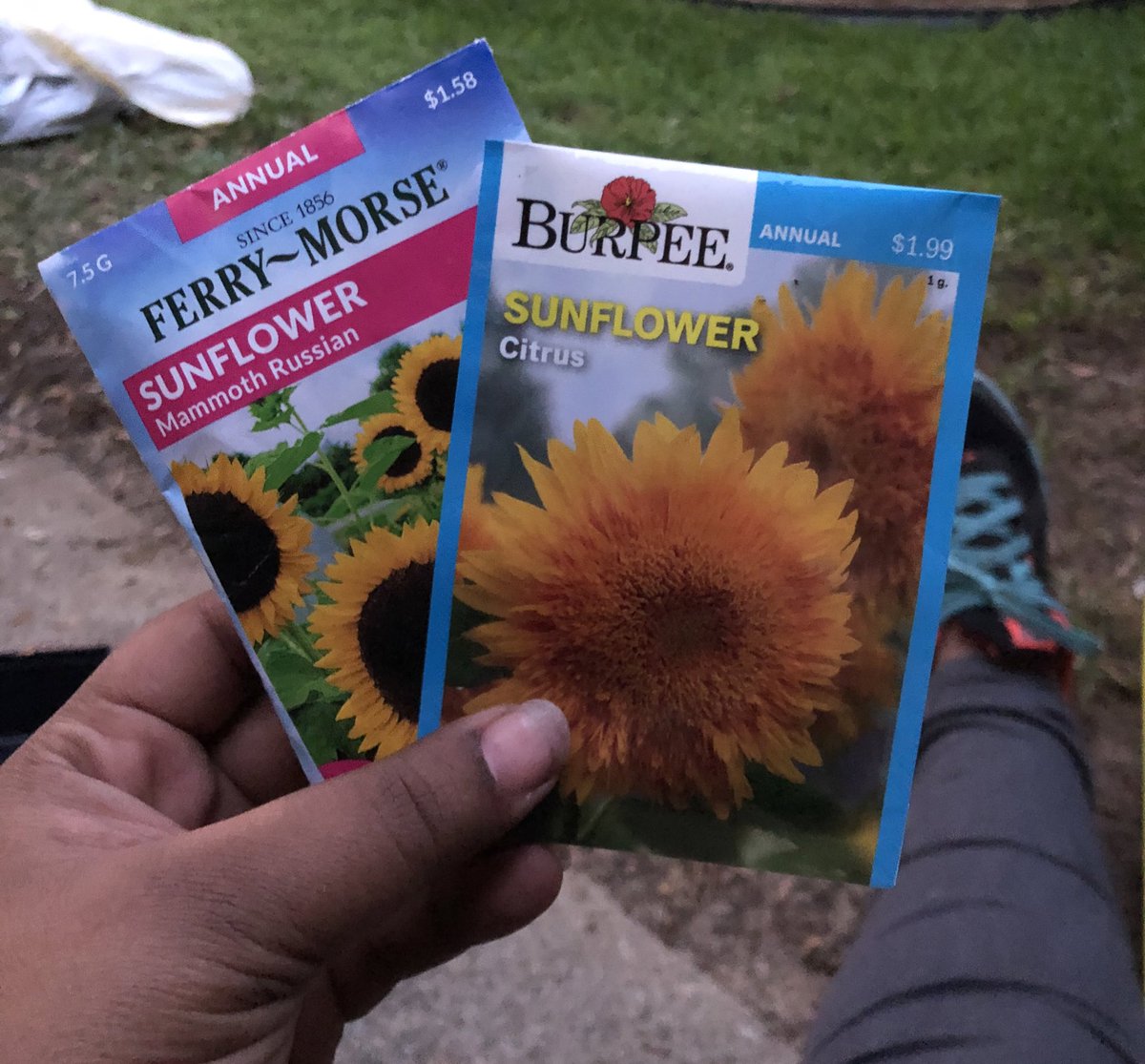 My friend offered to let me grow more sunflowers in her backyard so we’re planting the real thing: Russian mammoths & citrus sunflowers.Mammoths can grow up to 15” tall with flower heads reaching 1” wide. Citrus sunflowers are double blooms and grow up to 6” tall!