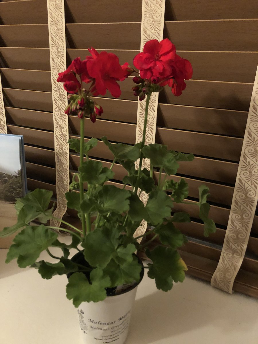 PMcnesby's tweet photo. Had a great Mother’s Day! #loveallmygifts #flowers🌻#thankutomywonderfulfamily❤️ https://t.co/HSPndqvzec