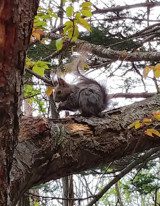 野生のリスがいた。可愛い😊 