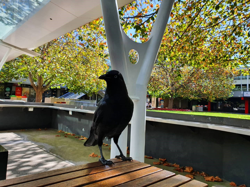 Life at La Trobe is beginning to resemble a Hitchcock film. Yesterday I saw one of my humans sitting outside eating a sandwich. And then…BAM. The crow swooped in and stole his sandwich. Things are getting out of hand here. I would have helped but, you know, I don’t have hands.