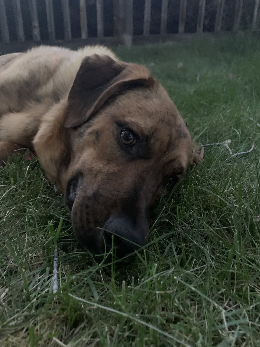 danbixby's tweet image. i R tired

#GoRedGo