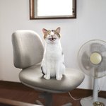 猫飼いあるある!？先に椅子取られがちwいい顔してますw