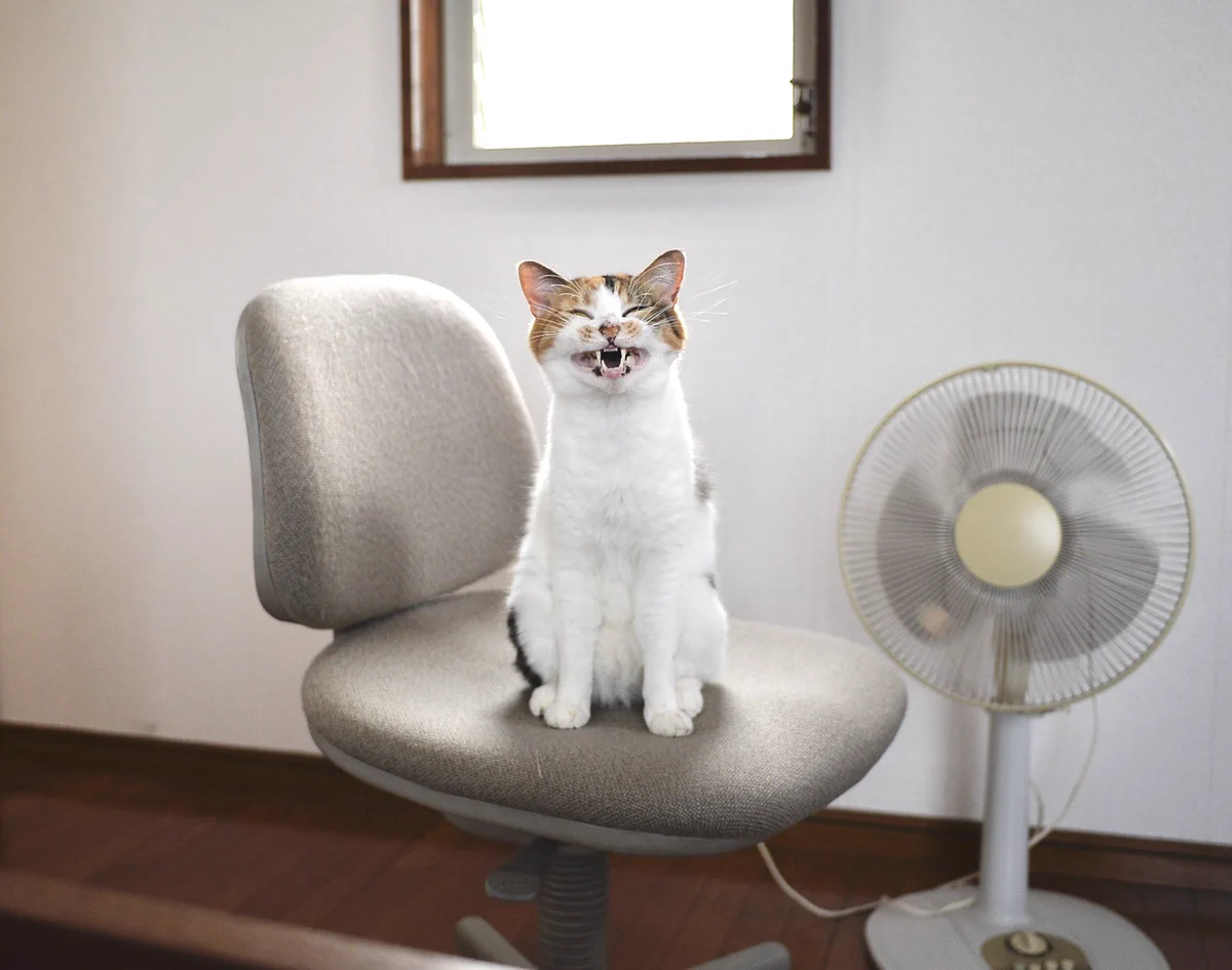 猫飼いあるある！？先に椅子取られがちｗｗいい顔してますｗｗ