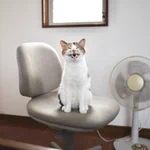 猫飼いあるある!？先に椅子取られがちwいい顔してますw