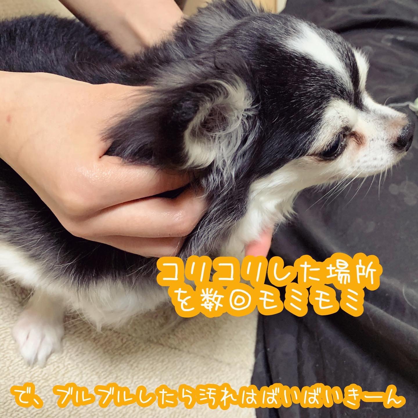 りあ ５つの自由 For Animal トリミングサロン ペット美容室 自粛で困った方へ 基本液付きコットンで拭き取りとシャンプー時お湯でモミモミ ブルブルだけで大丈夫 汚れ放置は痒くて痛いよ 用意するもの コットン 耳洗浄液 出来れば