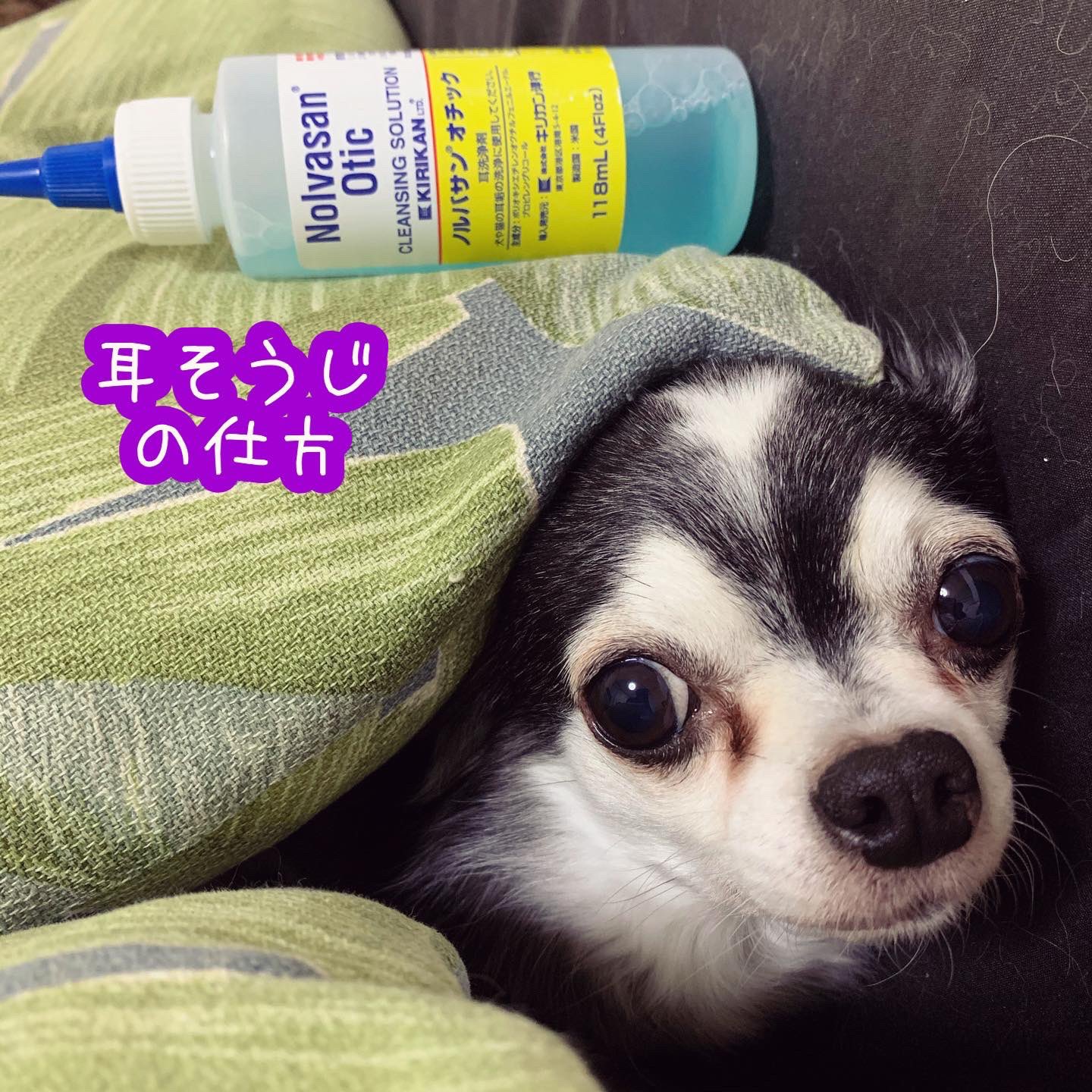 りあ 5つの自由 For Animal トリミングサロン ペット美容室 自粛で困った方へ 基本液付きコットンで拭き取りとシャンプー時お湯でモミモミ ブルブルだけで大丈夫 汚れ放置は痒くて痛いよ 用意するもの コットン 耳洗浄液 出来れば鉗子