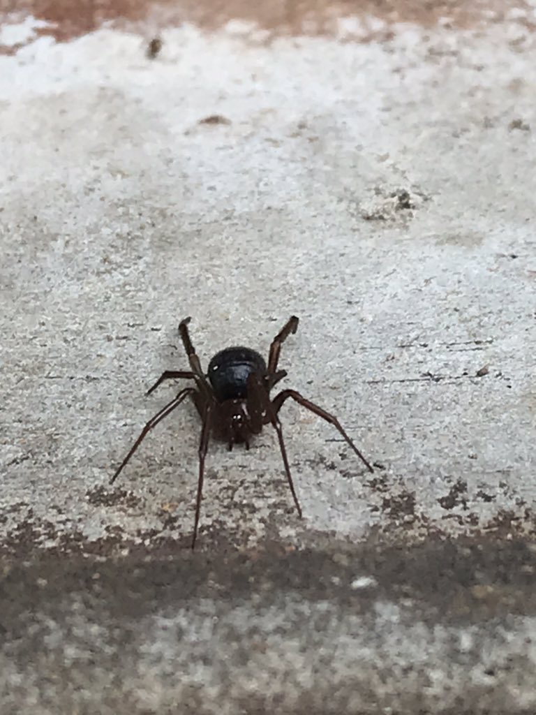 alexcovelli's tweet photo. @Arachno_Cosas  me puedes decir qué tipo de araña es?  Será peligrosa?
Saludos https://t.co/sw2DPpXSOn