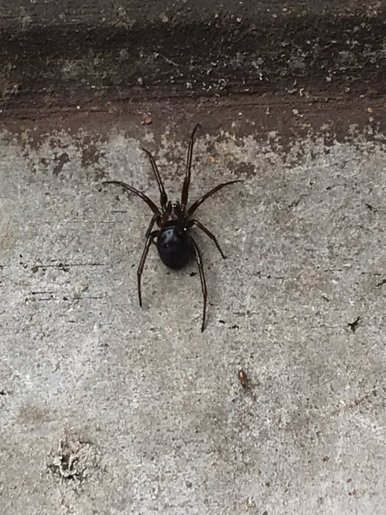 alexcovelli's tweet photo. @Arachno_Cosas  me puedes decir qué tipo de araña es?  Será peligrosa?
Saludos https://t.co/sw2DPpXSOn
