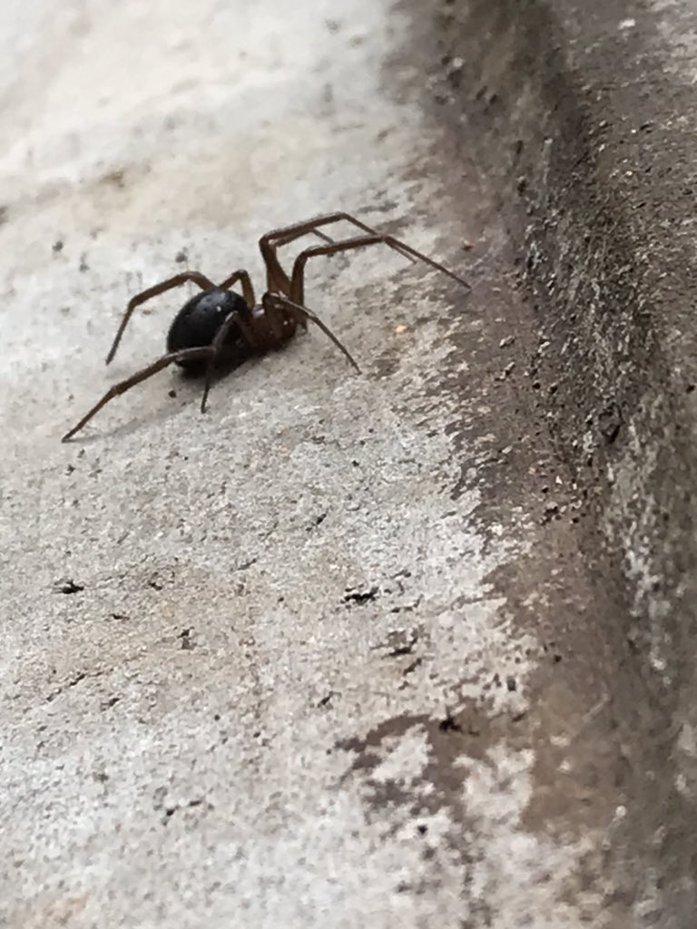 alexcovelli's tweet photo. @Arachno_Cosas  me puedes decir qué tipo de araña es?  Será peligrosa?
Saludos https://t.co/sw2DPpXSOn