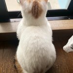 分かりみが深い…!猫の後頭部ってめちゃくちゃ可愛いw