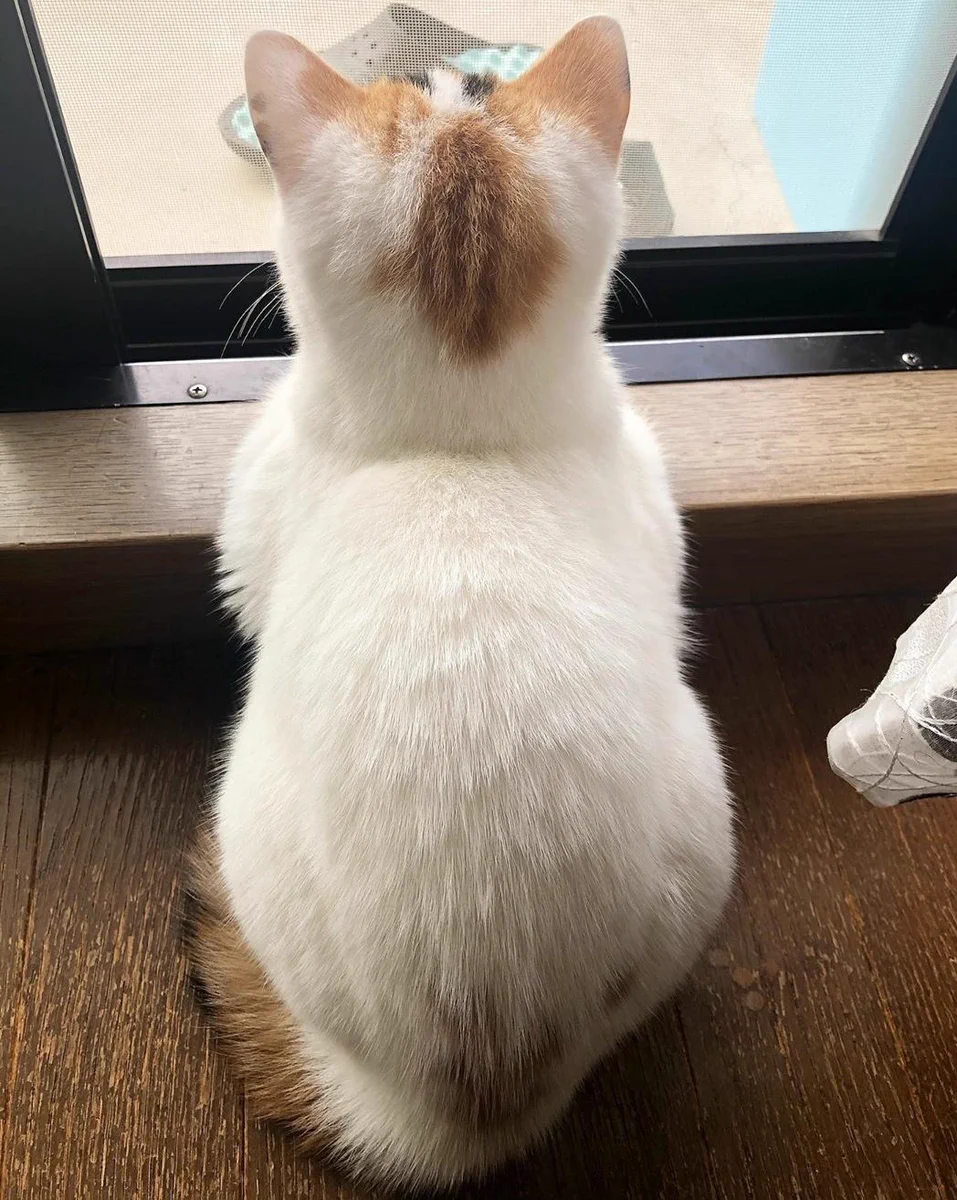 分かりみが深い…！！猫の後頭部ってめちゃくちゃ可愛いｗｗ