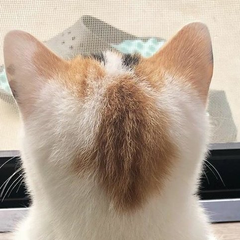 分かりみが深い 猫の後頭部ってめちゃくちゃ可愛い 話題の画像プラス