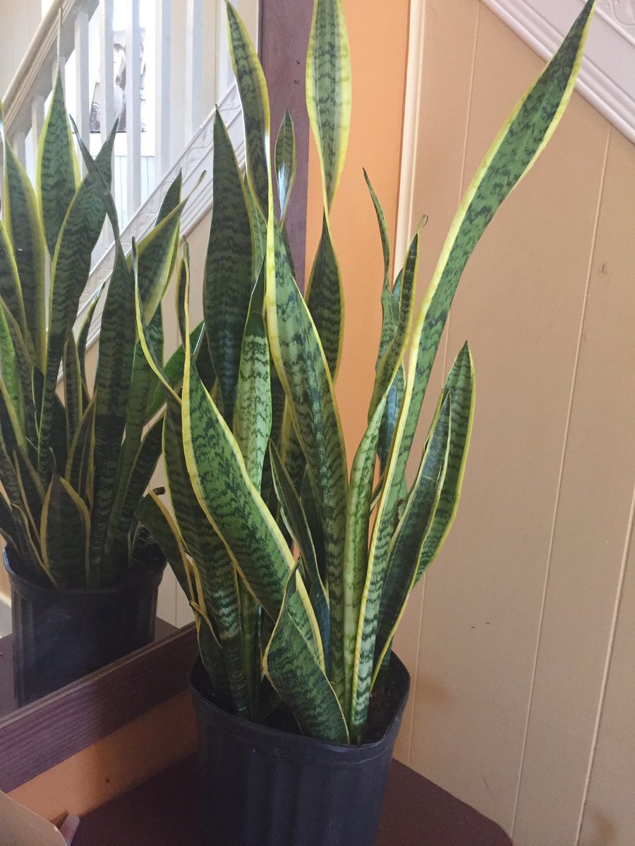 Tiny Greens Plant Shop tweet media