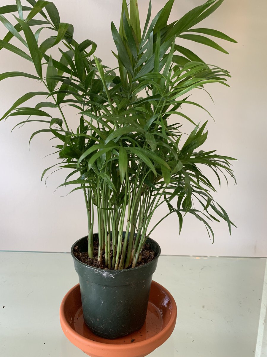 Tiny Greens Plant Shop tweet media