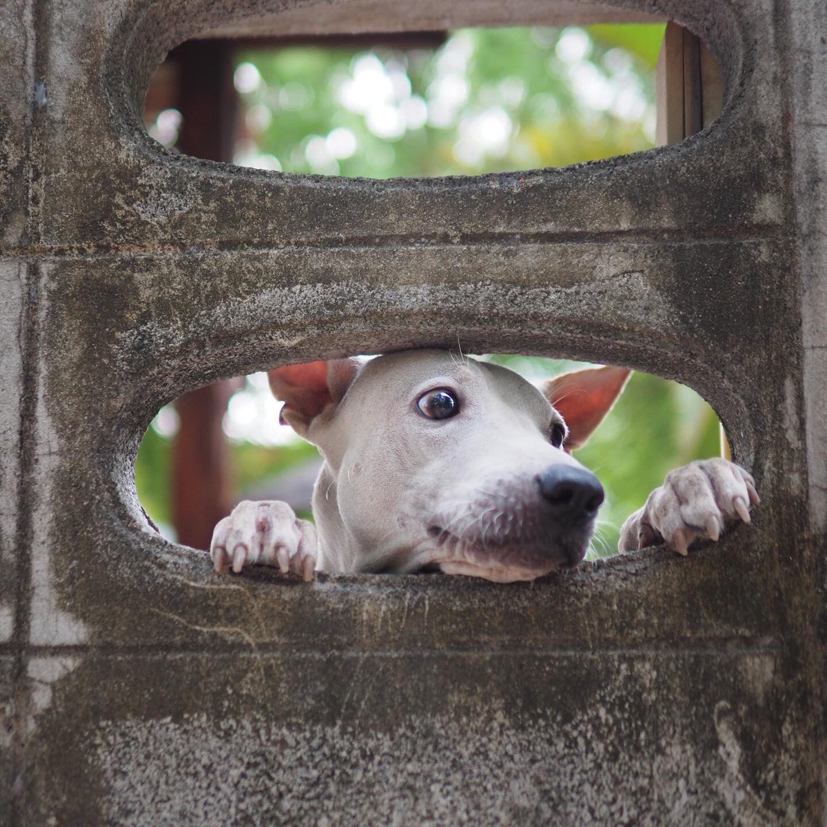 kam_icando's tweet photo. เพื่อนบ้านที่ดี 🐶🏡 https://t.co/RheBgF8uI2