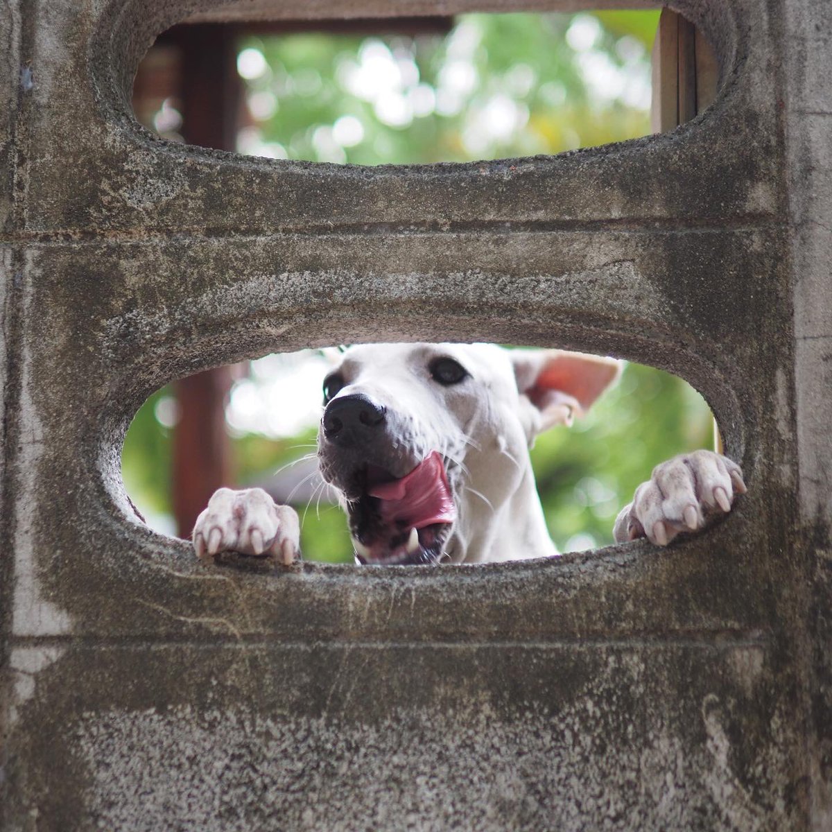 kam_icando's tweet photo. เพื่อนบ้านที่ดี 🐶🏡 https://t.co/RheBgF8uI2