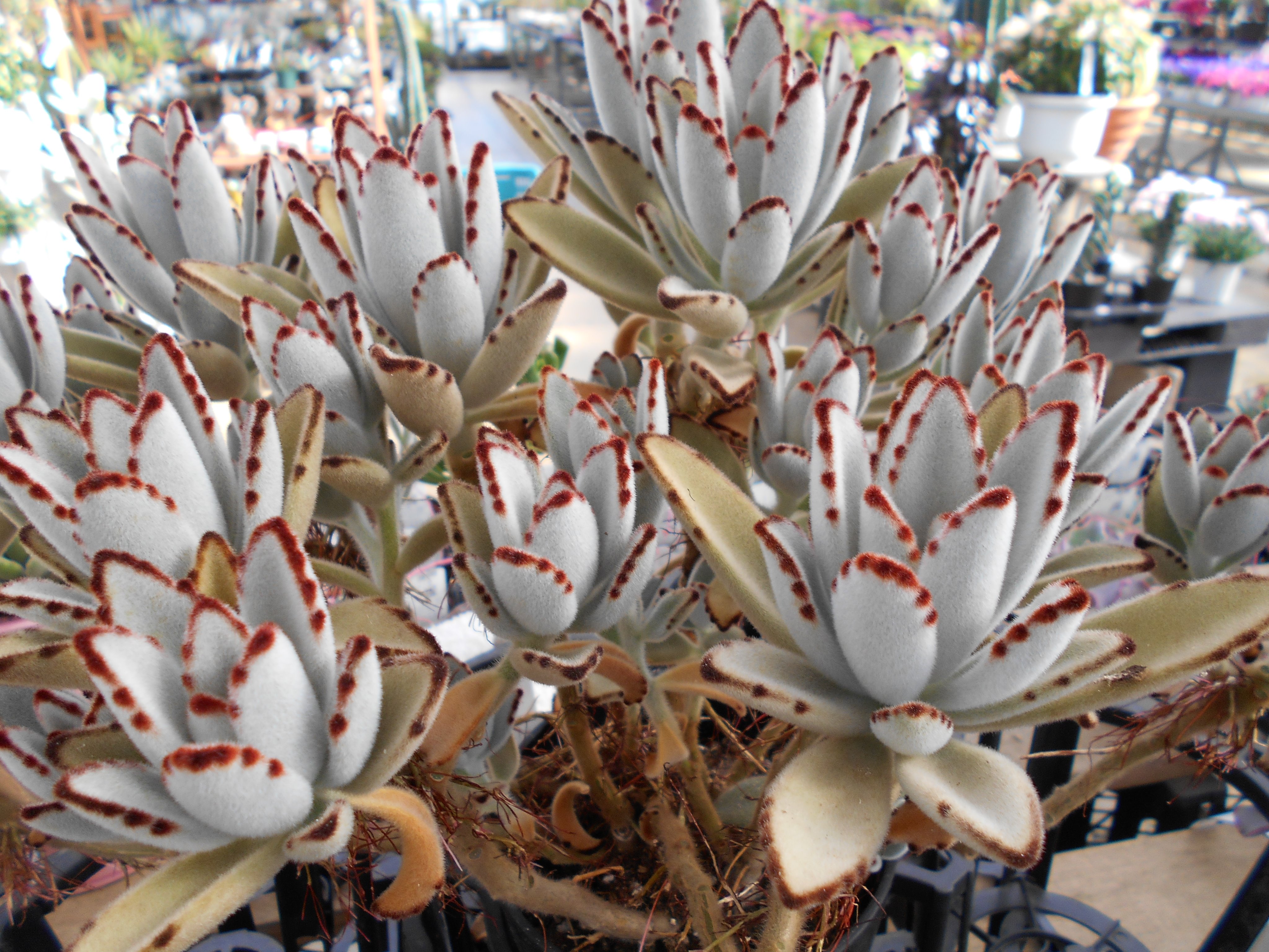 安行園芸センターです 多肉植物 ツキトジ これは結構大きいです 自分で ここまで大きく成長させてみたいなぁ 多肉植物 花のある暮らし 植物のある暮らし 癒し 安行 ガーデニング T Co Lvzgykvuz7 Twitter