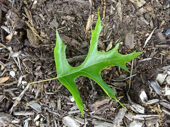 BobStewart723's tweet photo. In tree identification by leaf shape you need to know your lobes and sinuses.   The leaf of the Pin Oak (Quercus palustris) has several deep, U-shaped sinuses and several long, narrow lobes terminating with a spine.  Native to eastern to central North America.  #LeafShapes https://t.co/2SaSSxha3V