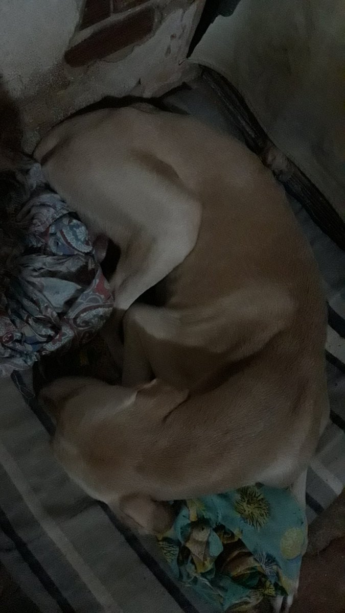 anacledinals's tweet photo. Eu SEI QUE O TT TEM UMA FORÇA MUITO GRANDE ,QUERIA PEDIR AS VCS QUE FAÇAM UM ORAÇÃO PELO O MEU #theodoro, PARA ELE SAIR LOGO DESSA DOENÇA #CINOMOSE
OBRIGADA A QUEM #AJUDAR .
#Cachorros #cao #filho https://t.co/4Z9NgJqAub