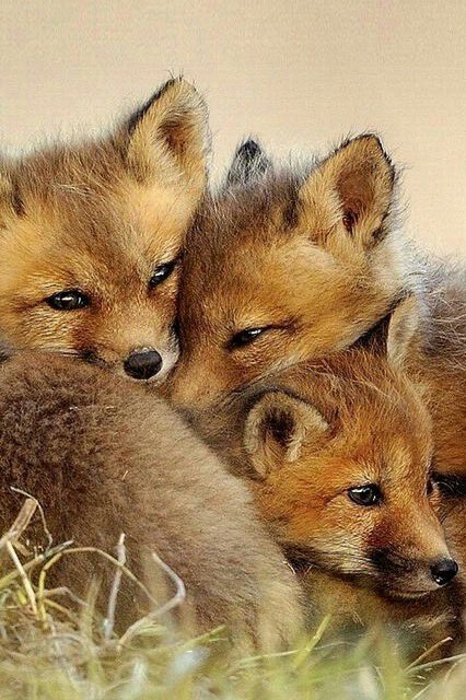｡.☆.* choi san + more as foxes ｡.☆.*