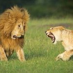 どこの世界でも強いのは女性？!メスに怒られるライオンたちの悲しげな姿･･･!