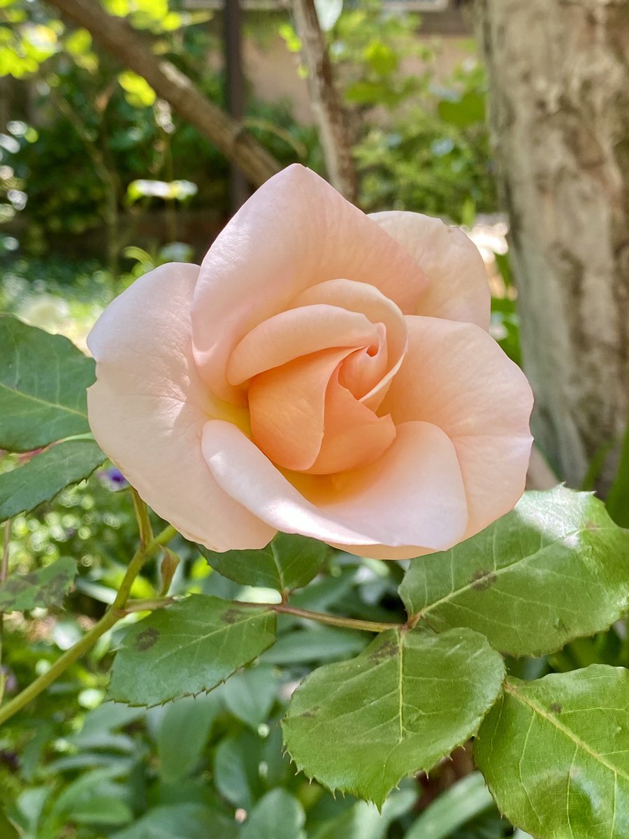 太田光代 アロマテラピーも もう一つ咲いて