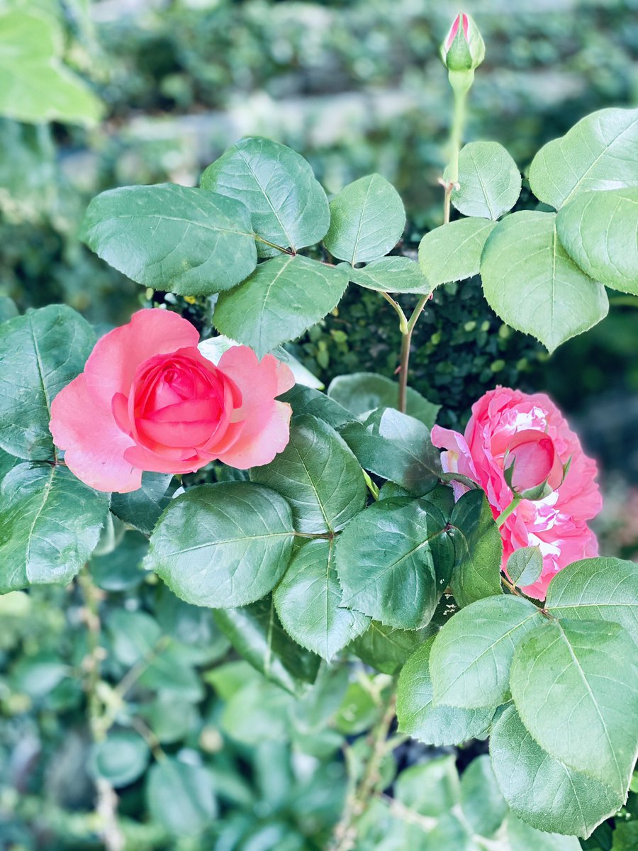 太田光代 アロマテラピーも もう一つ咲いて