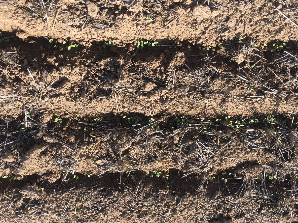 James Challis tweet media