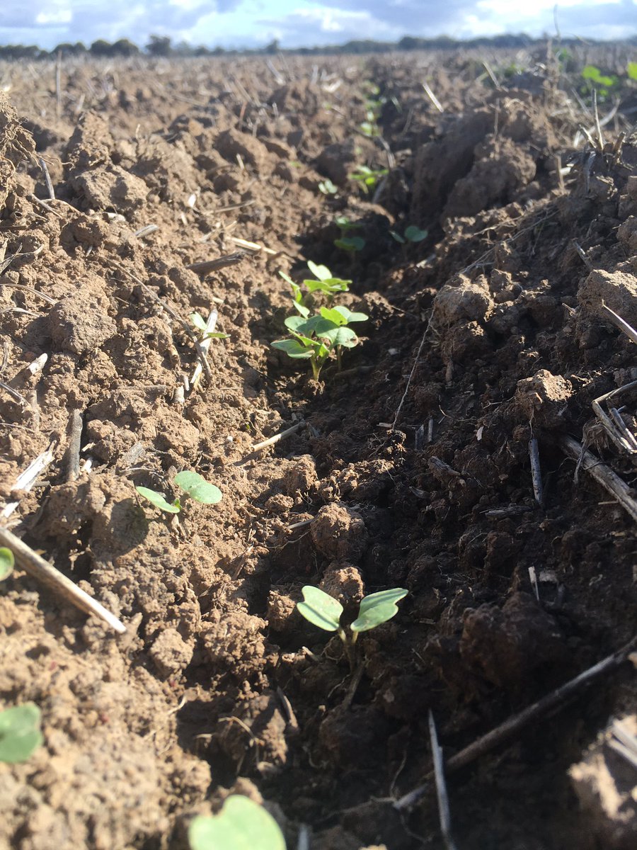 James Challis tweet media