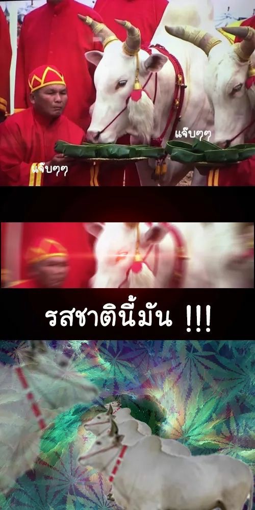 ช้างเห่าแปร๋นๆ ชอบกินกล้วยและอ้อย tweet media
