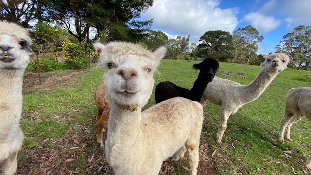 CelestineRetrea's tweet photo. Welcome Back Special 3rd night free - https://t.co/vaLptPGZXC
#openforbusiness  We would love to welcome our guests from the #PerthPeelregion #GreatSouthernregion #WestCoastregion with a #3rdnightfree #celestineretreat #denmarkwa #discoverdenmark https://t.co/7rj3arEewK