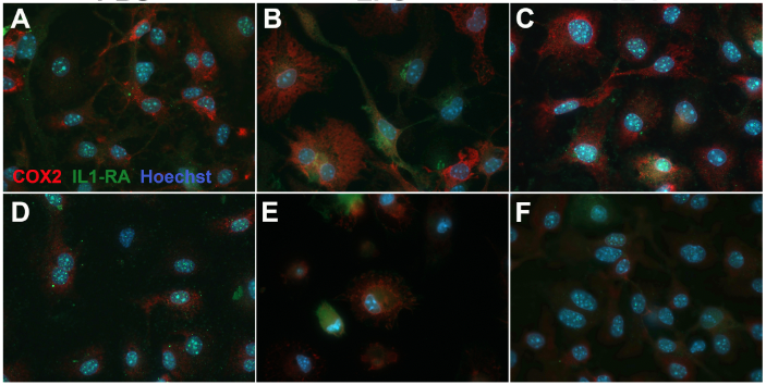 Hi Twitterverse, I am a developmental neuroscientist, and microglia lover, determined to find a way to repair brain damage in newborn babies  working in the ace  @NeurodevHD program  @ResearchRMIT  @pintofscienceau  #ThisIsMyScience  #OurBody  https://www.sciencedirect.com/science/article/pii/S088915911300127X?via%3Dihub1/5