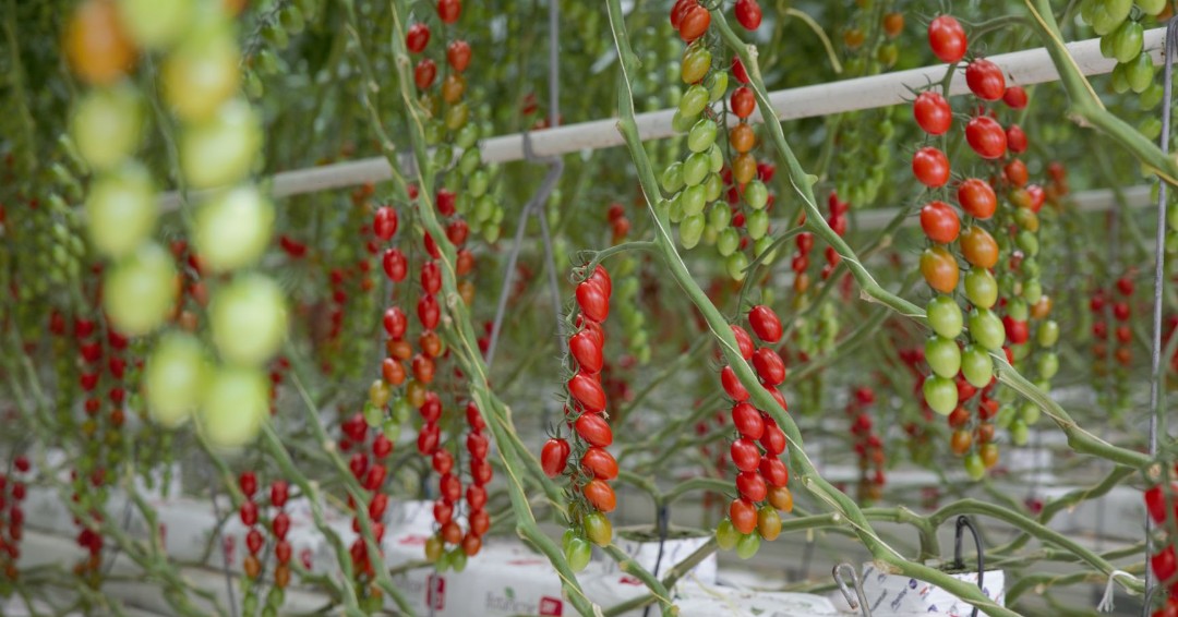 BotanicoirLtd's tweet photo. Did you know that tomatoes can be yellow, pink, purple, black and even white? @Flavourfresh #tomatofact #britishtomatoes #BritishTomatoFortnight https://t.co/RXi87Bay65