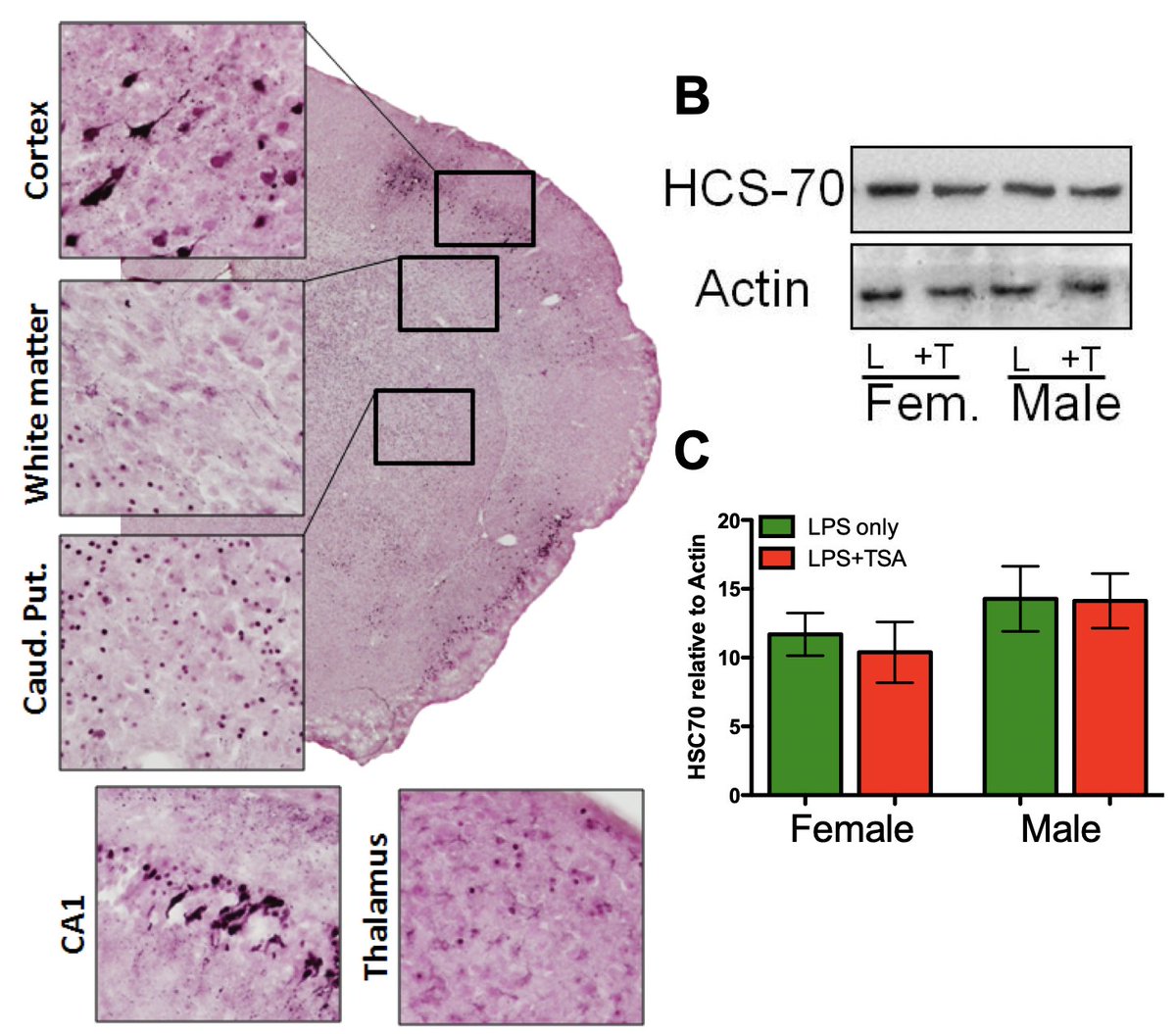 I also study cell death after hypoxia/ischemia and testing ways to improve outcome after injury – repurposing drugs where we can to try and get help to where it is needed quickly.   #ThisIsMyScience3/5  https://jneuroinflammation.biomedcentral.com/articles/10.1186/1742-2094-9-70