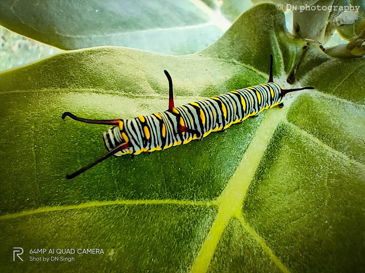 PhotographyWit8's tweet photo. #Caterpillar #old #art #animallovers
#anime #animation #active 
#bikelife #bestfriends
#biceps #cars #friends #gym 
#goodolddays #hero #instagram 
#journey #legend #lifestyle 
#nature #naturephotography 
#naturelovers #photooftheday 
#PicOfTheDay #traveler https://t.co/oaYdCWYktz