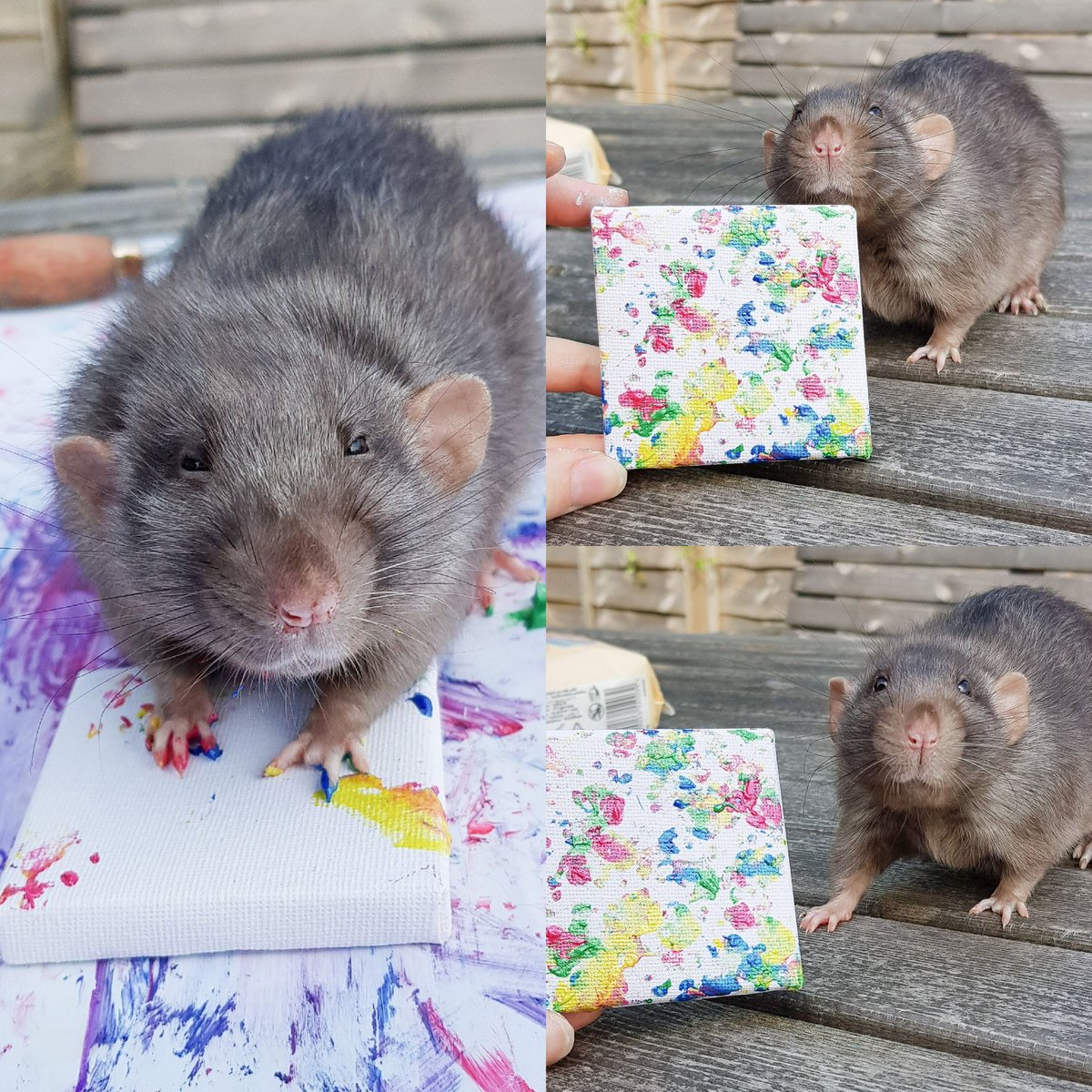 steffxrs's tweet photo. It appears my photos of Gibbs have been taken and reposted without permission, and no credit given.

I am his owner!

If anyone is interested in my beautiful boy Gibbs, his art and his 11 friends - here they are! Links to their social media are below🐀❤

https://t.co/z82d3l8SFr https://t.co/FvATr683sq